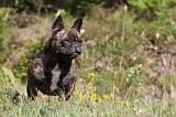 BOULEDOGUE FRANCAIS 419
